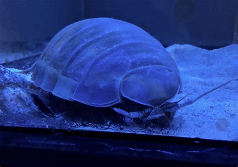 Giant Isopod (Bathynomus giganteus) - Noboribetsu Marine Park Nixe ...