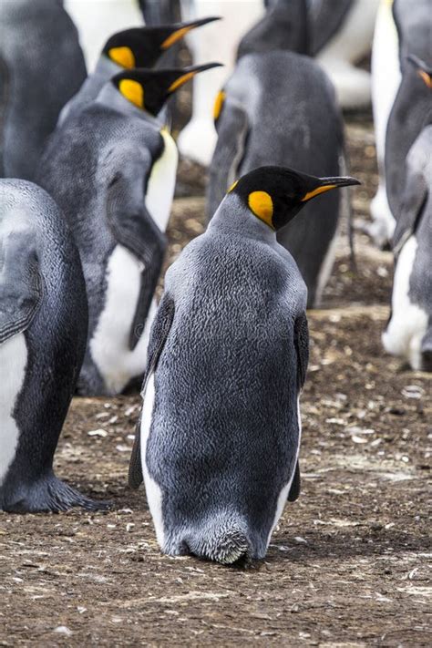 Falkland Islands - King Penguin Stock Image - Image of america ...