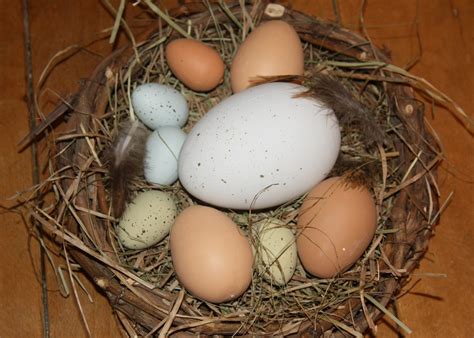 Nest with eggs 1 Free Photo Download | FreeImages