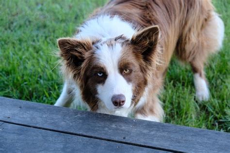 Image of Border collie with brown and blue eyes - Austockphoto