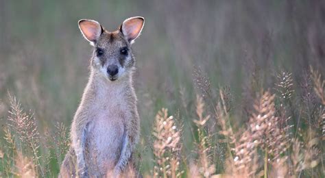 The Nature Conservancy Australia