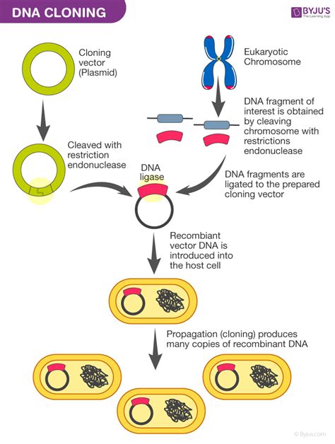 cDNA Synthesis: Overview & Applications