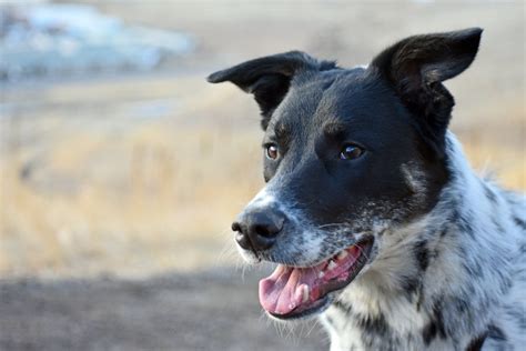 Red Heeler Lab Mix