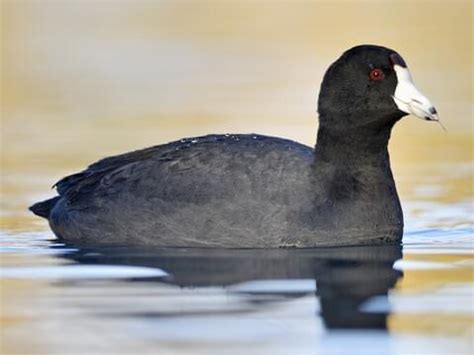 15 Black Birds with Red Eyes - Sonoma Birding