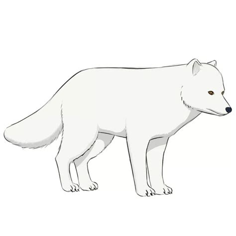 How To Draw A Arctic Fox From Adopt Me : This is because they were only ...