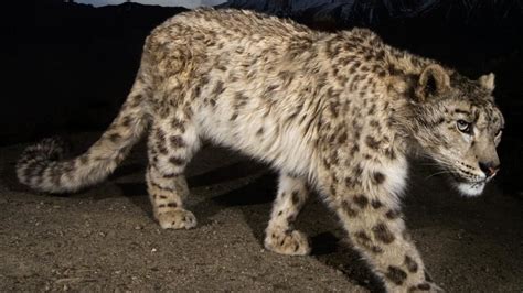 Snow Leopard of Afghanistan - National Geographic Channel - Asia