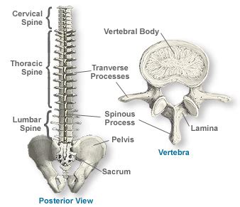 Anatomy of the Spine | Southern California Orthopedic Institute