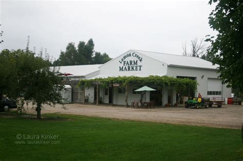 Grape Picking in Berrien Springs | Laura Kinker