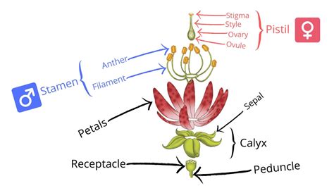 The Anatomy of a Flower: The Real Story Behind Garden Blooms | The Seed Collection