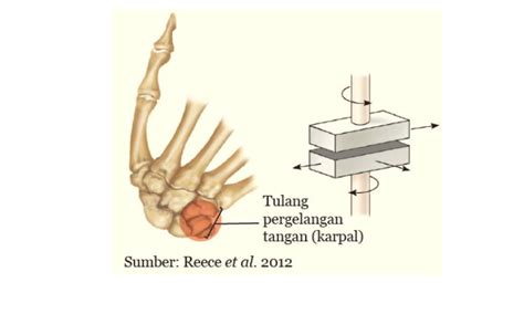 Dimana Posisi Sendi Geser pada Tubuh Manusia? Lengkap dengan Gambarnya - Berita Majalengka