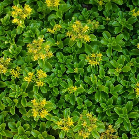 Spring Hill Nurseries 3 in. Pot Golden Creeping Sedum Live Perennial Plant Groundcover with ...