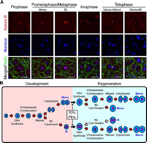 Cell Division of Hepatocytes during Liver Regeneration | Download Scientific Diagram