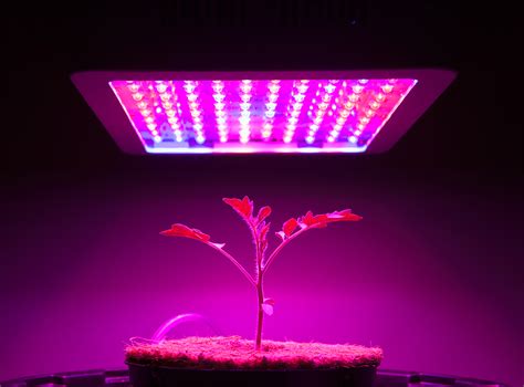 Best LED Grow Lights