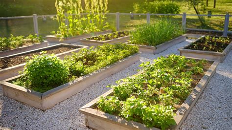 Building a Community Garden - College of Agriculture and Life Sciences