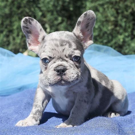 miniature blue french bulldog puppies for sale/blue frenchie for sale