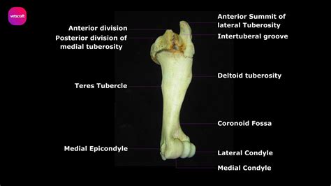 Difference Between Right And Left Humerus