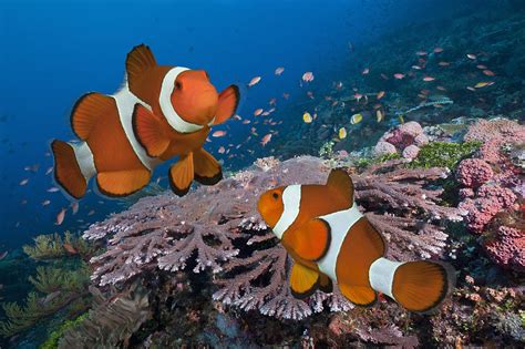 Pair Of Clownfish On Tropical Coral Reef Photograph by Jeff Hunter