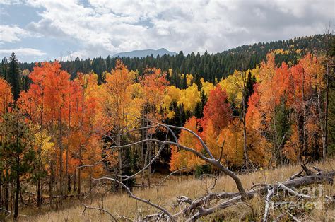 Autumn Colors - San Isabel National Forest Photograph by John Bartelt ...