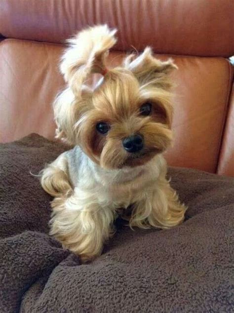 picture of teacup dogs - Dog Breeders Guide