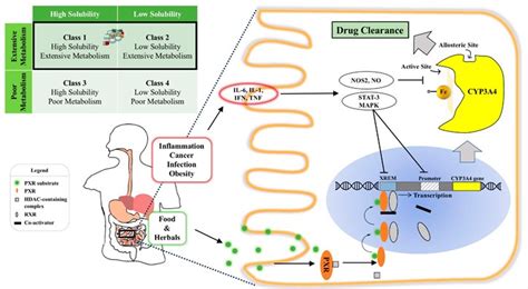 What are CYP3A4 Inhibitors and Examples? - BOC Sciences