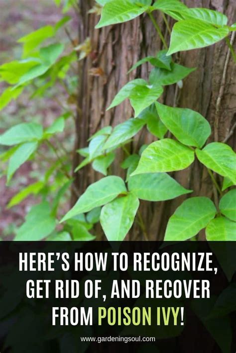 Here’s How to Recognize, Get Rid of, and Recover from Poison Ivy ...