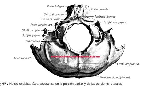 Anatomia Humana - HUESO OCCIPITAL El hueso occipital está...