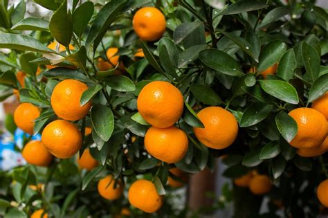 Mandarin Orange Tree Real Live Plants Citrus 1"-5" Seedling - Plants ...