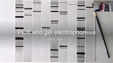 PCR and gel electrophoresis - YouTube