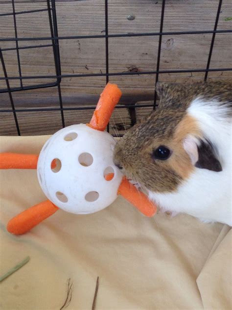 Spiffy Pet Products | Cute guinea pigs, Guinea pig diy, Diy guinea pig toys