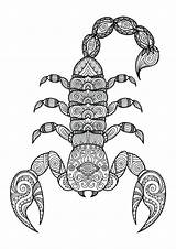 Scorpion Coloring Pages At GetColoringscom  Free printable colorings sketch template