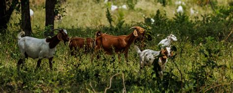 What Goats Really Eat, With Grazing Menu Tips to Benefit Your Ranch – Noble Research Institute