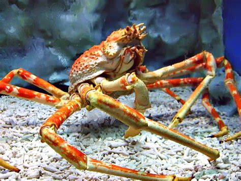 Giant Japanese Spider Crab Facts | Always Learning!