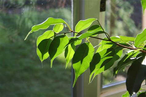 Ficus | Ficus benjamina, in our living room, backlit by afte… | Flickr