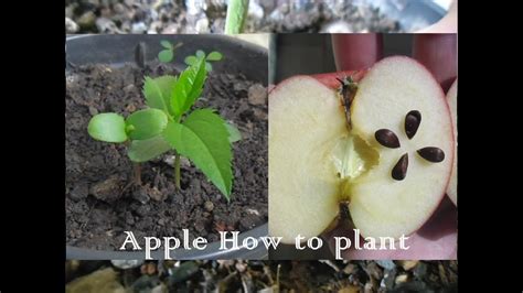 How to Plant Apple Seeds in a Pot - YouTube