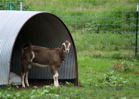 Goat Housing: Everything You Need to Know