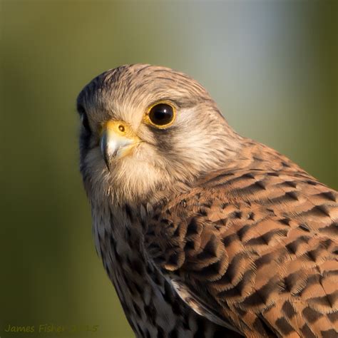 jfwildlife.co.uk - Kestrel