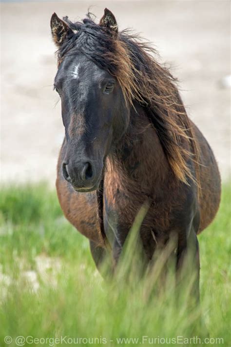 The Wild Horses of Sable Island