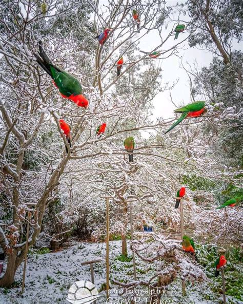 King Parrots : r/birding