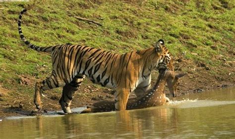 Tiger Hunting Spotted Deer By Sudhir Shivaram | Amazing, Wildlife, Nature, Animal, Modeling ...