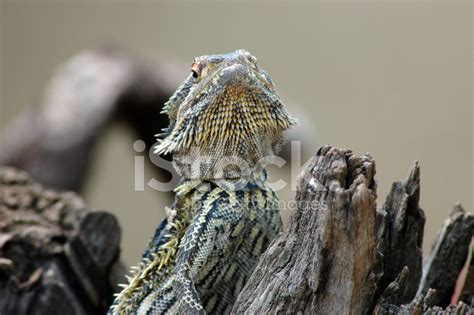 Australian Bearded Dragon Stock Photo | Royalty-Free | FreeImages