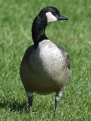 Goose, Cackling | Chicago Botanic Garden