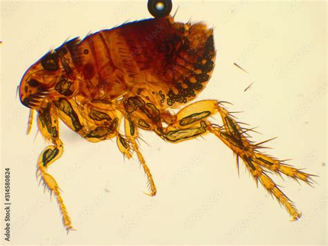 Adult cat flea under microscope (40x magnification) Stock Photo | Adobe Stock
