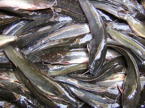 Morfologi dan Anatoni Ikan Lele (Clarias batrachus) - Jenis Tanaman ...