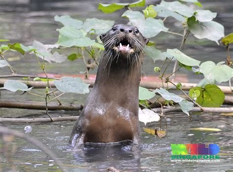 Smooth-coated Otter (Selected Mammals Of Borneo) · iNaturalist