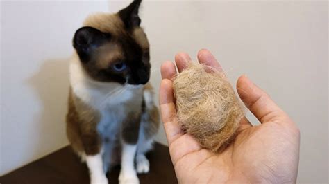 Dangers of hairballs for cats | Animal Friends