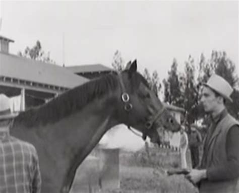 Seabiscuit | Horses, Racehorse, Horse racing