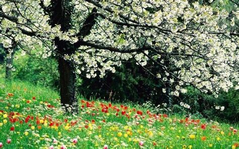 Cuáles son las flores de primavera - ElBlogVerde.com