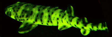 PHOTOS: Glowing fish - study finds widespread biofluorescence among fish