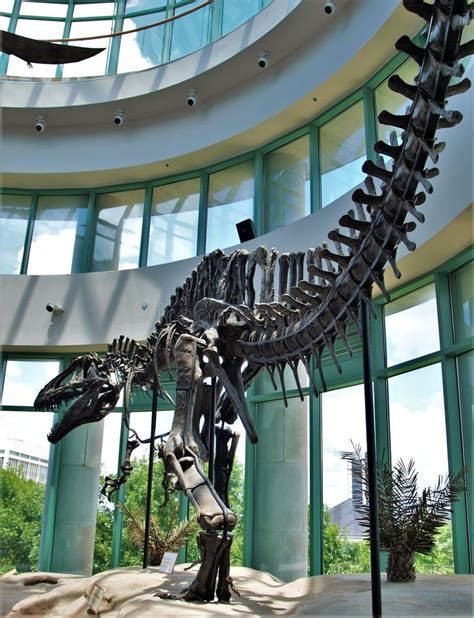 Dinosaur Skeleton in North Carolina Museum of Natural Sciences ...