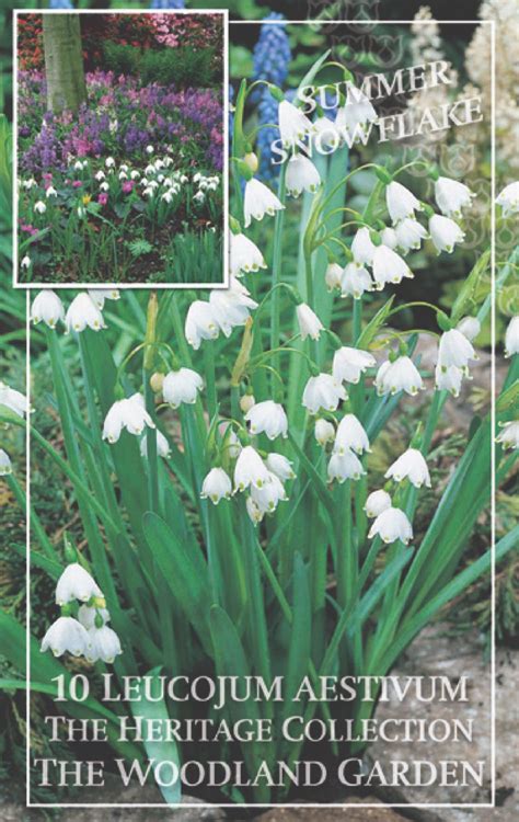 Leucojum Aestivum | Spring Flower Bulbs | Drinagh Garden Centre